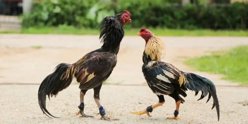 Tổng quan về đá gà cựa dao