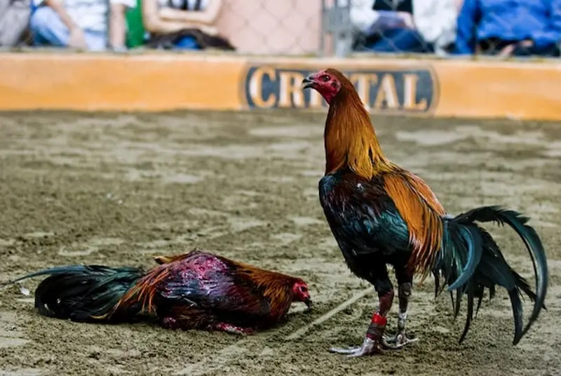 Luật chơi đá gà cựa dao