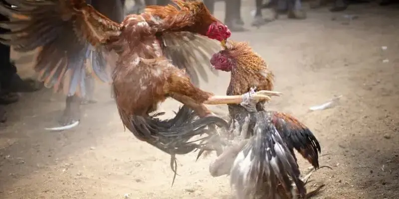 Kinh nghiệm chơi đá gà cựa dao
