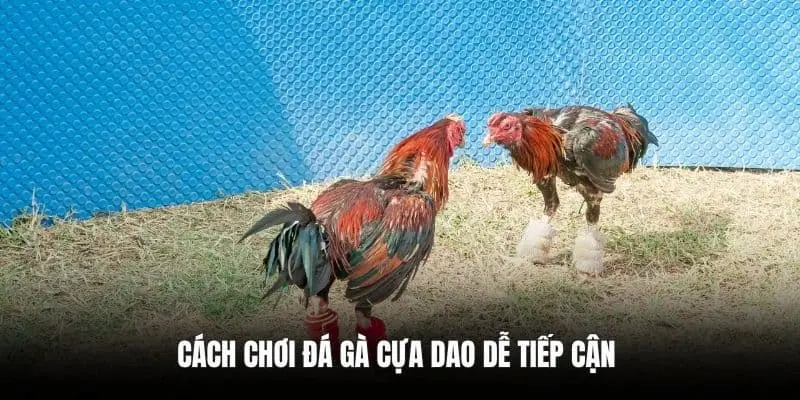 đá gà cựa dao