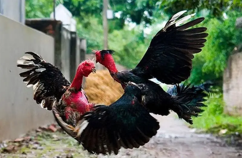 Đá gà cựa sắt Thomo