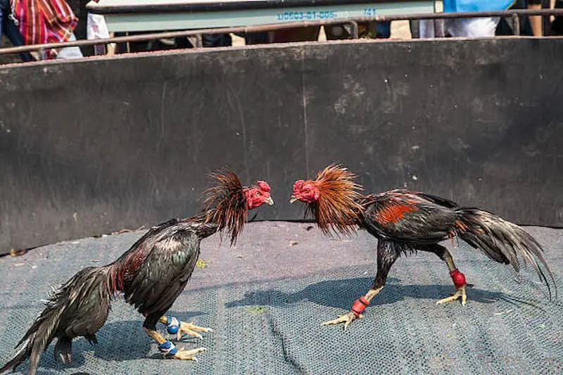 Đá gà trực tiếp C3 là gì?